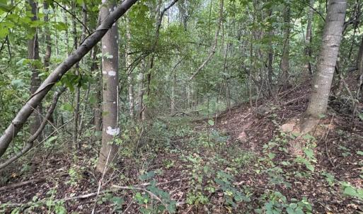 Photo #20 of 3315 Amherst Highway, Monroe, VA 33.7 acres