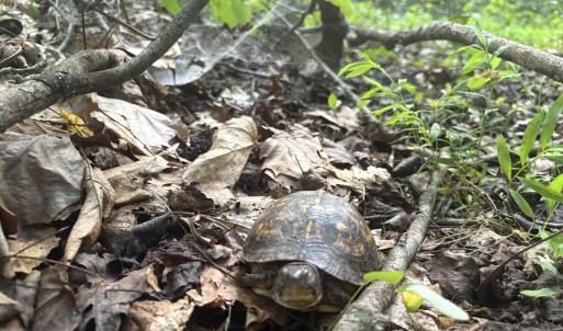 Wildlife you may meet on the way.