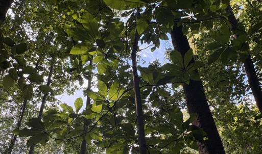 Photo #24 of 3315 Amherst Highway, Monroe, VA 33.7 acres