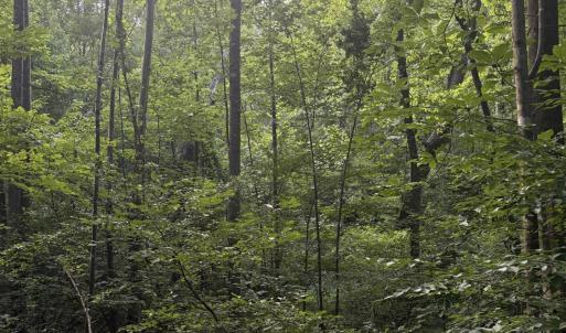 Photo #22 of 3315 Amherst Highway, Monroe, VA 33.7 acres