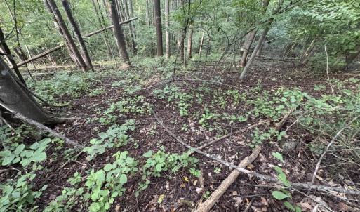 Photo #21 of 3315 Amherst Highway, Monroe, VA 33.7 acres
