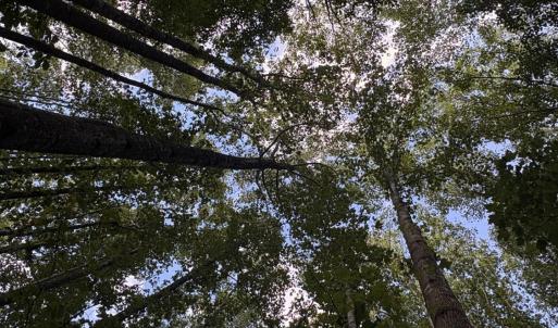 Mature trees