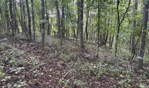Photo #19 of 3311 Amherst Highway, Monroe, VA 33.7 acres
