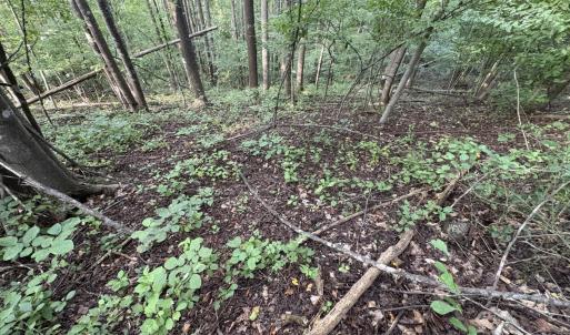 Photo #21 of 3311 Amherst Highway, Monroe, VA 33.7 acres