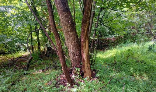Photo #25 of Battery Hill Lane, Tyro, VA 7.3 acres