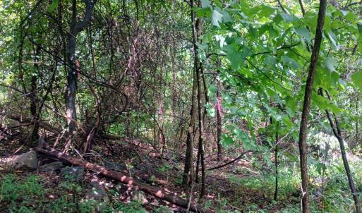 Photo #26 of Battery Hill Lane, Tyro, VA 7.3 acres