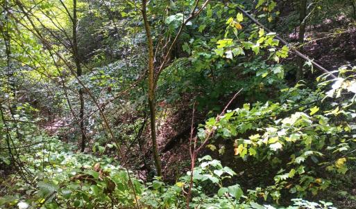 Photo #17 of Battery Hill Lane, Tyro, VA 7.3 acres