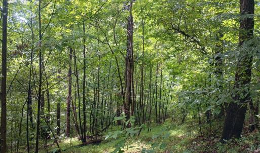 Photo #14 of Battery Hill Lane, Tyro, VA 7.3 acres