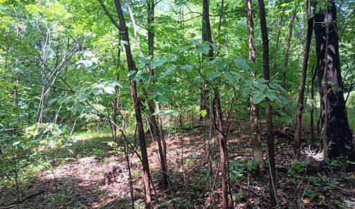Photo #2 of Battery Hill Lane, Tyro, VA 7.3 acres