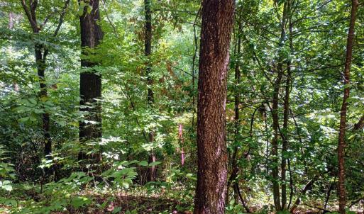 Photo #4 of Battery Hill Lane, Tyro, VA 7.3 acres