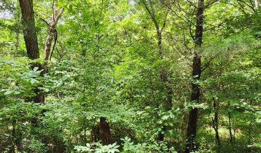 Photo #10 of Chestnut Road, Nathalie, VA 53.3 acres