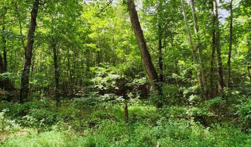 Photo #1 of Chestnut Road, Nathalie, VA 53.3 acres