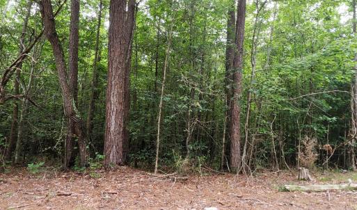 Photo #8 of Chestnut Road, Nathalie, VA 53.3 acres