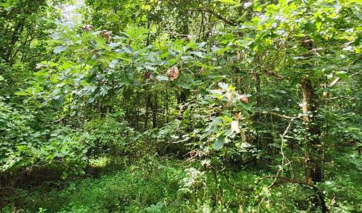 Photo #11 of Chestnut Road, Nathalie, VA 53.3 acres