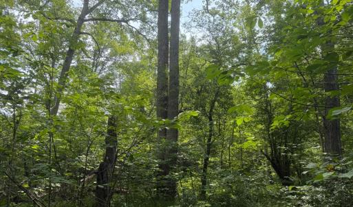 Photo #6 of 1 Sycamore Creek Road, Buckingham, VA 5.6 acres