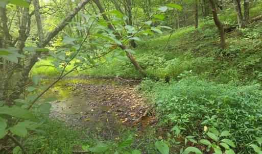 Photo #11 of Maury Place, Appomattox, VA 33.9 acres