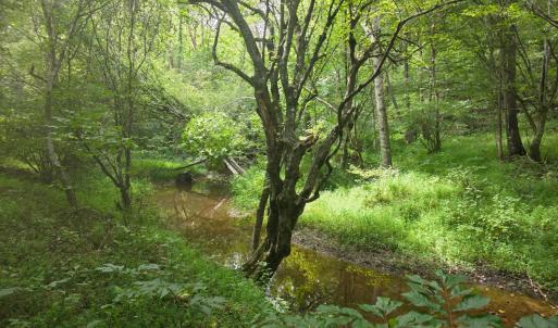 Photo #13 of Maury Place, Appomattox, VA 33.9 acres