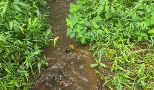 Photo #8 of Maury Place, Appomattox, VA 33.9 acres