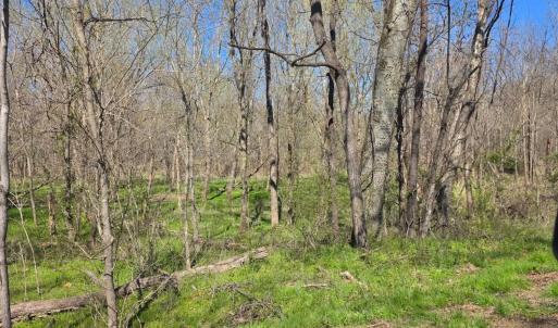 Photo #7 of Aspen Wall Road, Brookneal, VA 115.3 acres