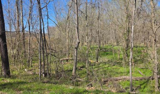Photo #6 of Aspen Wall Road, Brookneal, VA 115.3 acres
