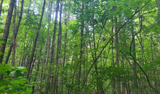 Photo #3 of Wheelers Spring Rd, Pamplin, VA 16.6 acres