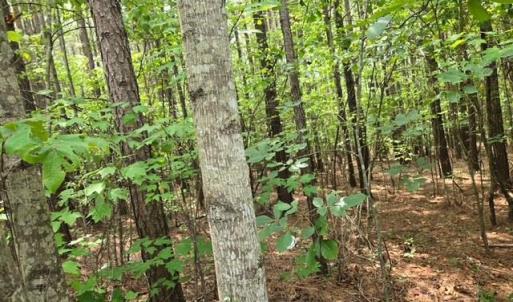 Photo #3 of Miller Camp Road, Buckingham, VA 217.8 acres