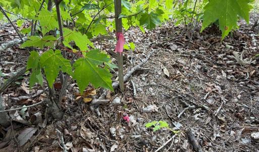 Photo #17 of Bent Creek Lot 3 Road, Concord, VA 1.1 acres
