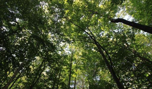 Photo #7 of Wilderness Way, Moneta, VA 3.0 acres