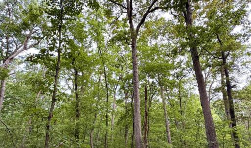 Photo #3 of Bent Creek A Road, Concord, VA 40.0 acres