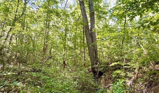 Photo #13 of Bent Creek A Road, Concord, VA 40.0 acres