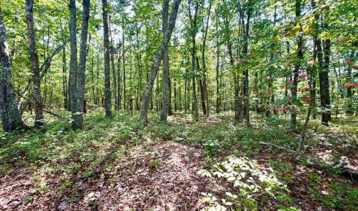 Photo #15 of Bent Creek A Road, Concord, VA 40.0 acres