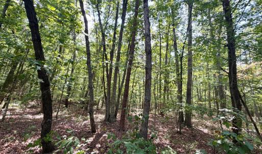 Photo #14 of Bent Creek A Road, Concord, VA 40.0 acres