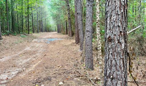 Photo #8 of 61 AC Acorn Rd, Nathalie, VA 62.1 acres