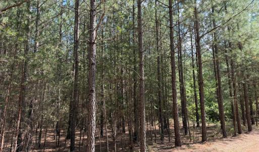 Photo #4 of 61 AC Acorn Rd, Nathalie, VA 62.1 acres