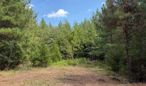Photo #5 of 61 AC Acorn Rd, Nathalie, VA 62.1 acres