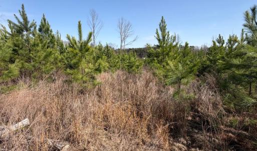 Photo #9 of 20225 L.P. Bailey Memorial Highway, Nathalie, VA 13.2 acres