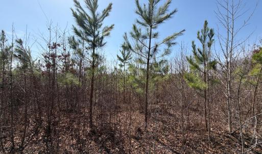 Photo #12 of 20225 L.P. Bailey Memorial Highway, Nathalie, VA 13.2 acres
