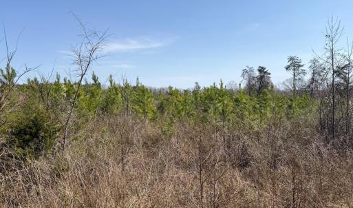 Photo #10 of 20225 L.P. Bailey Memorial Highway, Nathalie, VA 13.2 acres