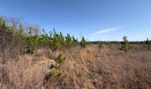 Photo #14 of 20225 L.P. Bailey Memorial Highway, Nathalie, VA 13.2 acres