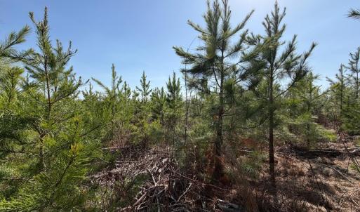 Photo #8 of 20225 L.P. Bailey Memorial Highway, Nathalie, VA 13.2 acres