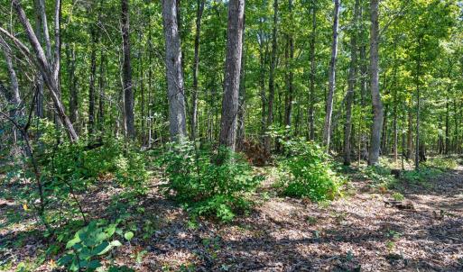 Photo #27 of Lot 8 Mud Street, Concord, VA 5.0 acres