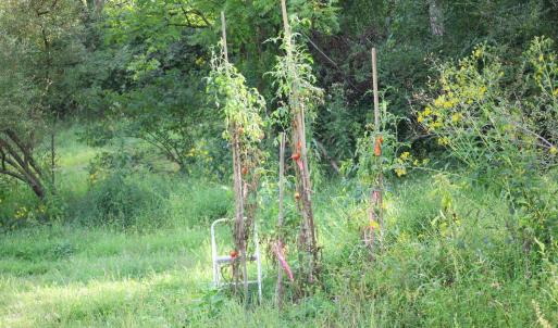 Photo #17 of Puppy Creek Road, Amherst, VA 129.1 acres