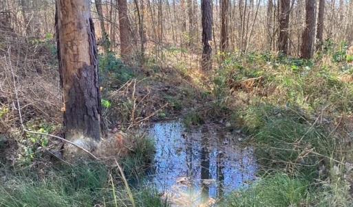 Photo #19 of Lewis Ford Road, Brookneal, VA 45.1 acres