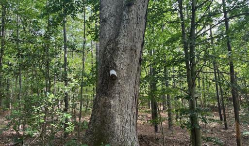 Photo #24 of 799 Sunnyside Rd, Arvonia, VA 140.0 acres