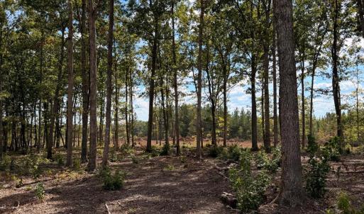 Photo #5 of Long Island Road, Gladys, VA 44.2 acres