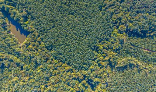 Photo #66 of 2901 Lewis Ford Road, Brookneal, VA 162.5 acres