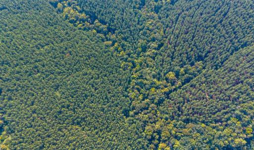 Photo #67 of 2901 Lewis Ford Road, Brookneal, VA 162.5 acres