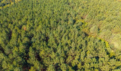 Photo #34 of 2901 Lewis Ford Road, Brookneal, VA 162.5 acres