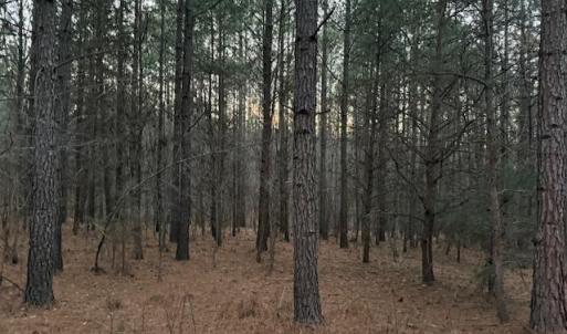 Photo #12 of Piney Mountain Road, Appomattox, VA 23.2 acres
