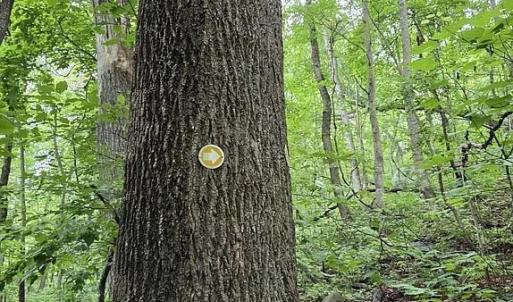 Photo #27 of 4445 Red Bird Drive, Standardsville, VA 16.0 acres